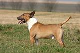 BULL TERRIER MINIATURE 350